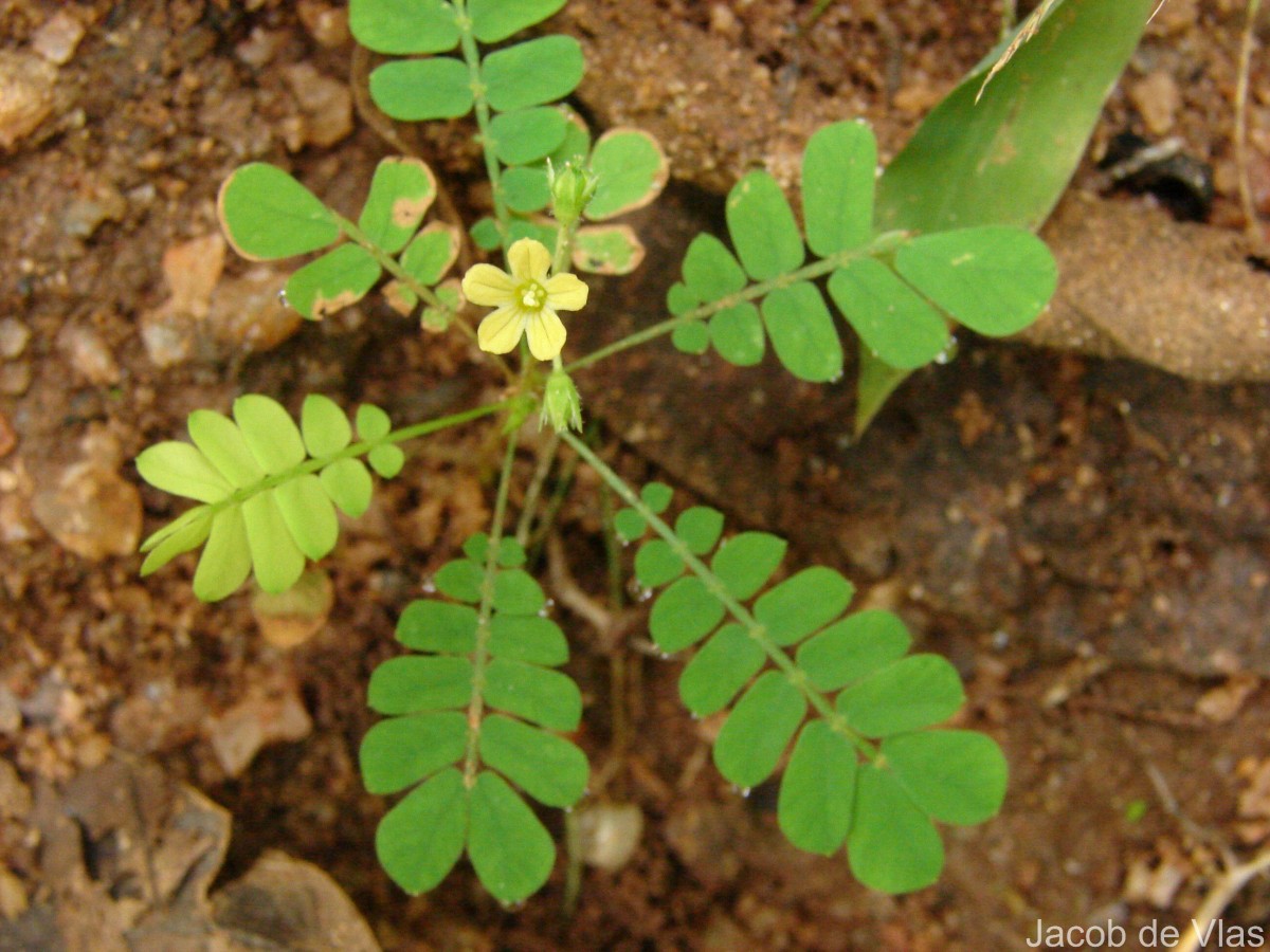 Biophytum reinwardtii (Zucc.) Klotzsch